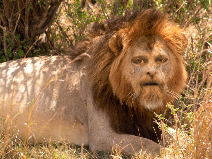 daveylion king